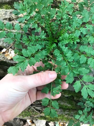 Cardamine impatiens (Narrow-leaf Bittercress) — photo