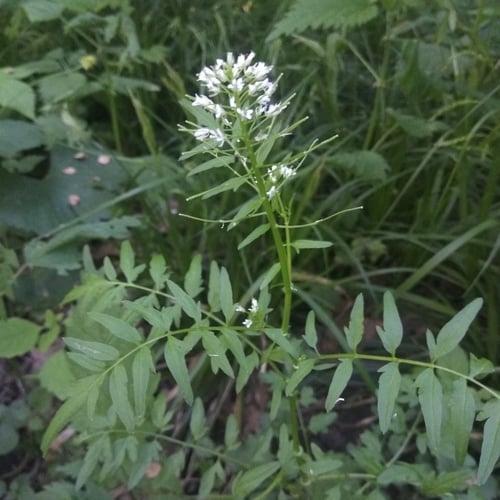 Cardamine impatiens