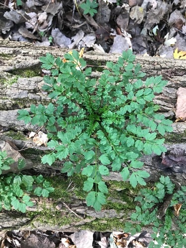 Cardamine impatiens (Narrow-leaf Bittercress) — photo