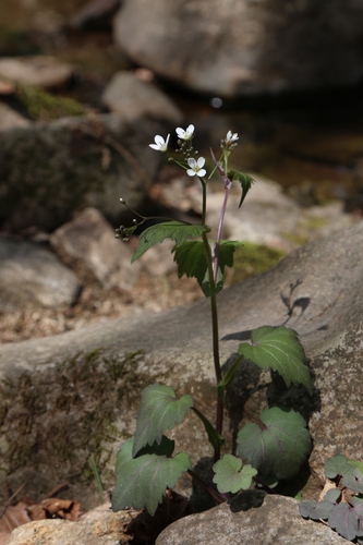 Cardamine komarovii — photo