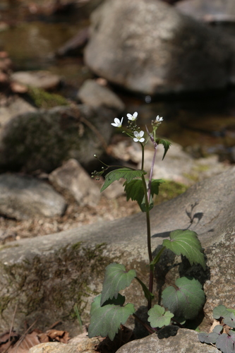 Cardamine komarovii — photo