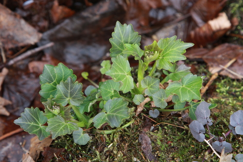 Cardamine komarovii