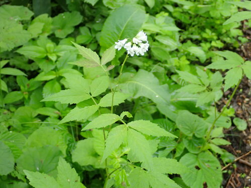 Cardamine leucantha (White-flowered rock mustard) — photo