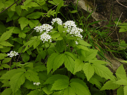 Cardamine leucantha