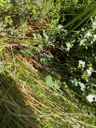 Cardamine lilacina (Trifoliate bittercress) — photo