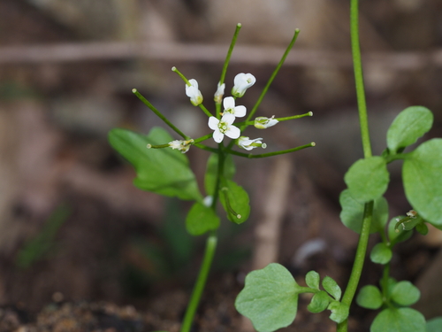 Cardamine lyrata (Paddy water-cress) — photo