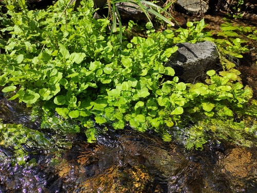 Cardamine lyrata