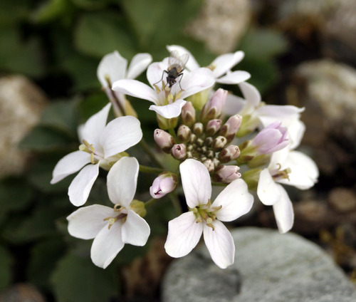 Cardamine macrophylla (Large-leaved bitter cress) — photo