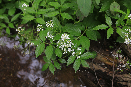 Cardamine macrophylla