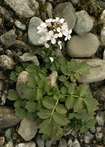 Cardamine macrophylla (Large-leaved bitter cress) — photo