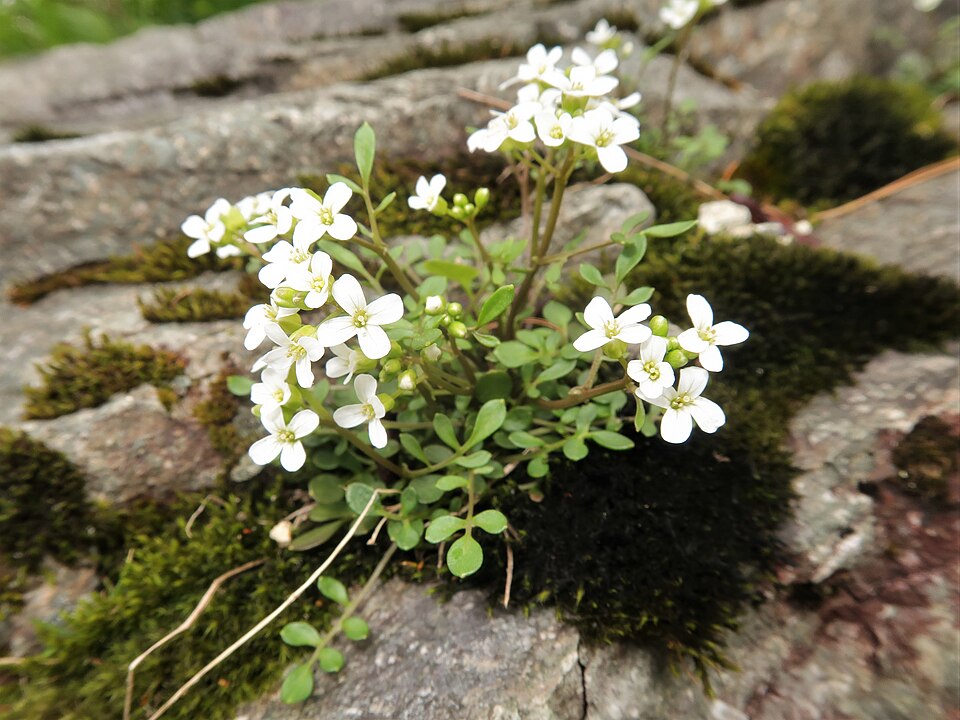 Cardamine nipponica (Ri ben sui mi qi) — photo