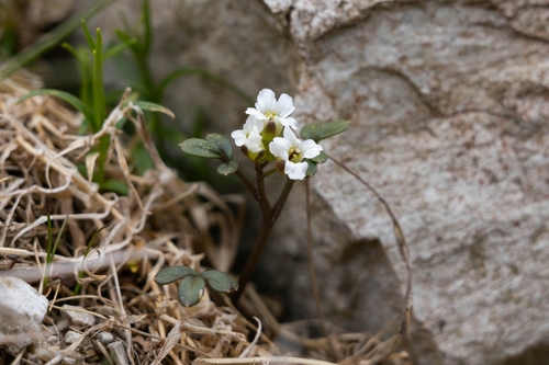 Cardamine nipponica