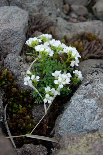 Cardamine nipponica (Ri ben sui mi qi) — photo