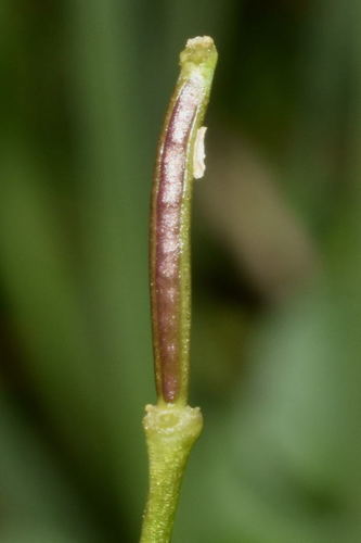 Cardamine obliqua — photo