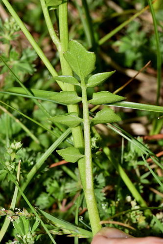 Cardamine obliqua — photo