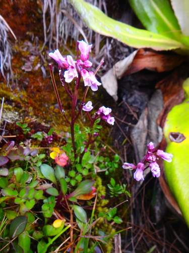 Cardamine obliqua