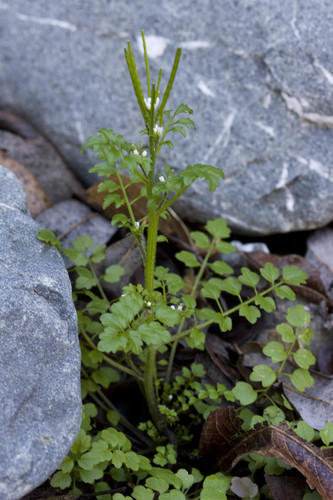 Cardamine oligosperma (Spring cress) — photo