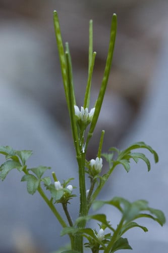 Cardamine oligosperma (Spring cress) — photo