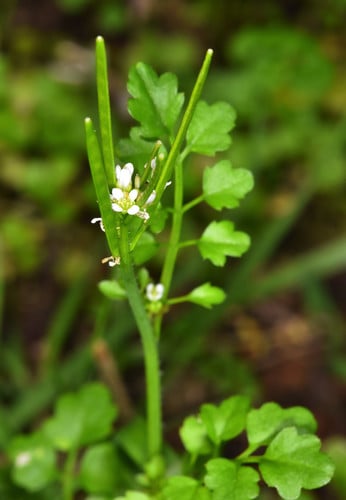 Cardamine oligosperma