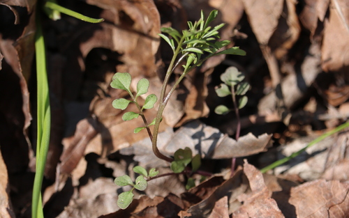 Cardamine parviflora (Smallflowered Bittercress) — photo