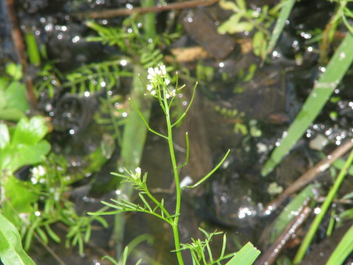 Cardamine parviflora (Smallflowered Bittercress) — photo