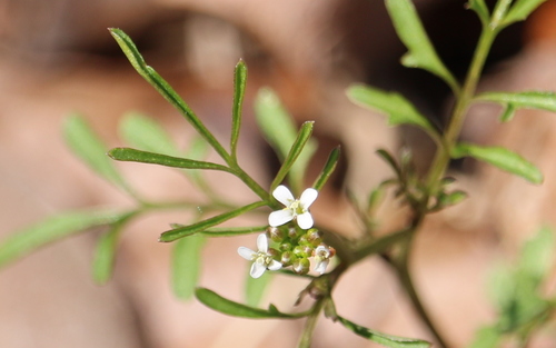 Cardamine parviflora