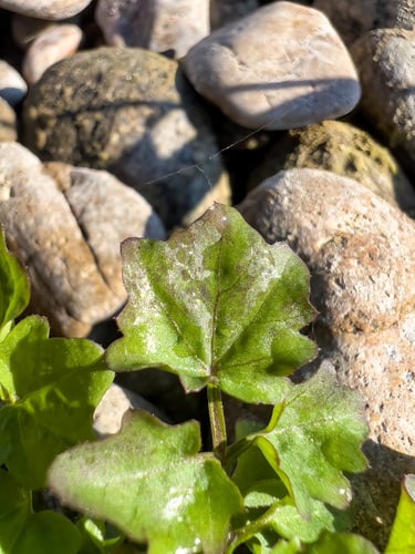 Cardamine pensylvanica (Pennsylvania bittercress) — photo