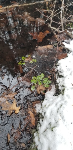 Cardamine pensylvanica
