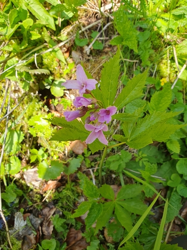 Cardamine pentaphyllos — photo