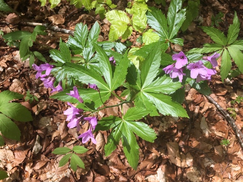 Cardamine pentaphyllos