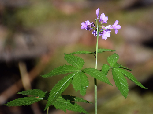 Cardamine pentaphyllos — photo