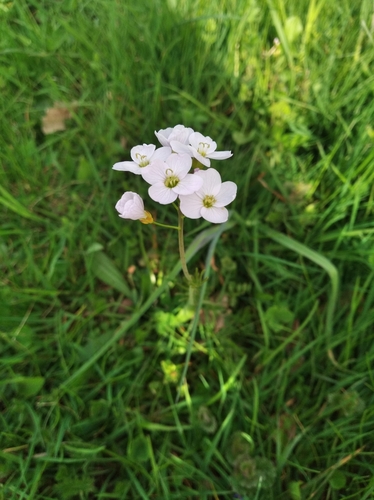 Cardamine pratensis (Cuckoo Bittercress) — photo