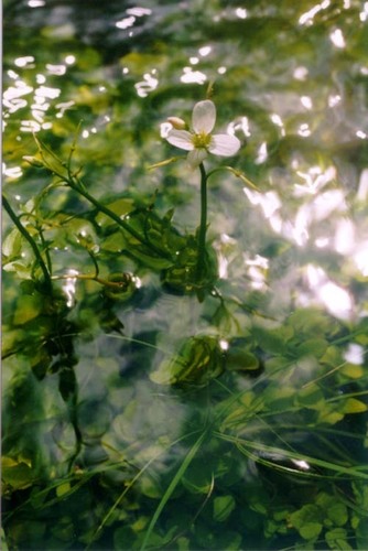 Cardamine prorepens (Fu shui sui mi qi) — photo