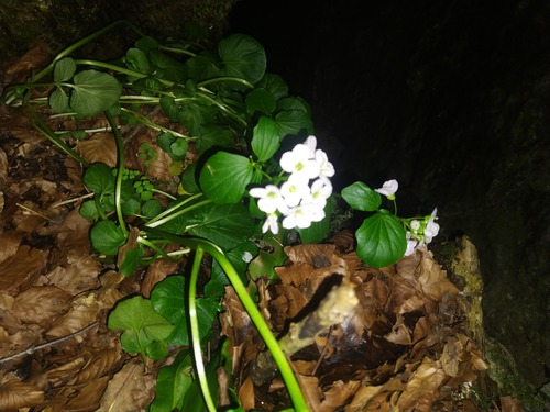 Cardamine raphanifolia — photo