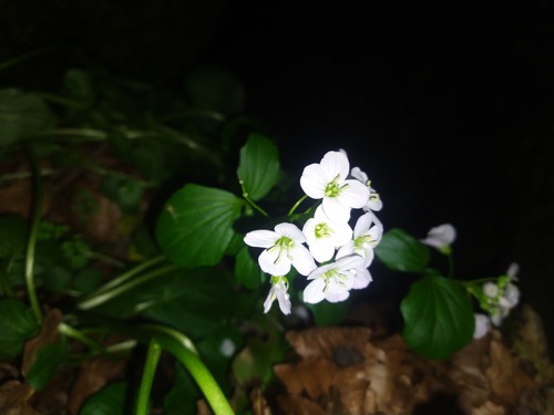 Cardamine raphanifolia — photo