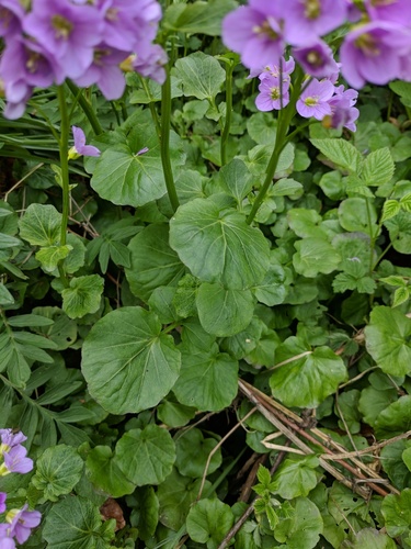 Cardamine raphanifolia