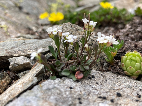 Cardamine resedifolia (Mignonette-leaved bittercress) — photo