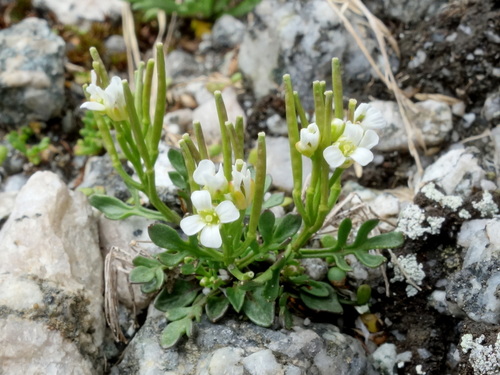 Cardamine resedifolia