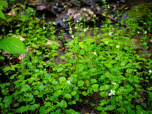 Cardamine rotundifolia (American water cress) — photo