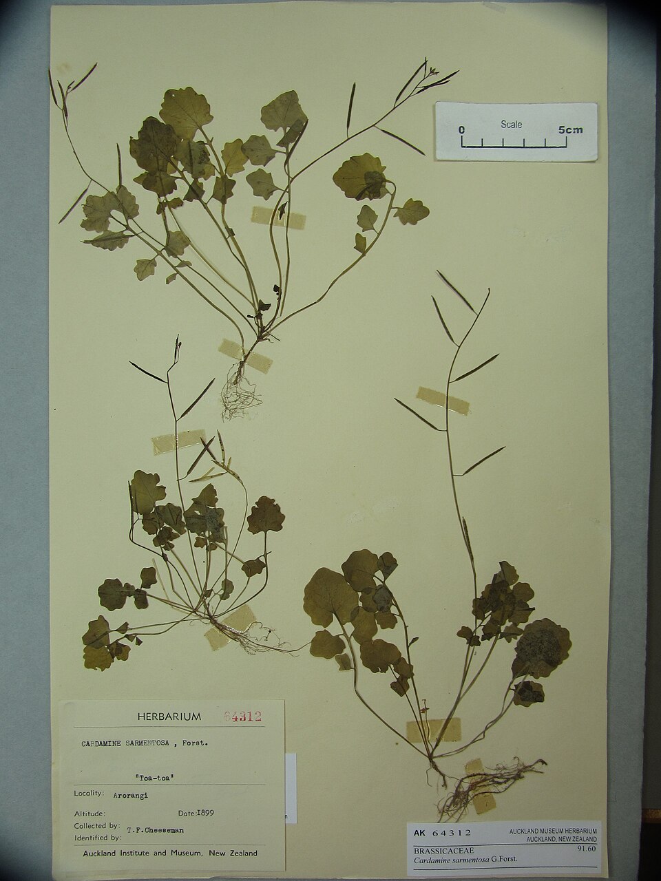 Cardamine sarmentosa — photo
