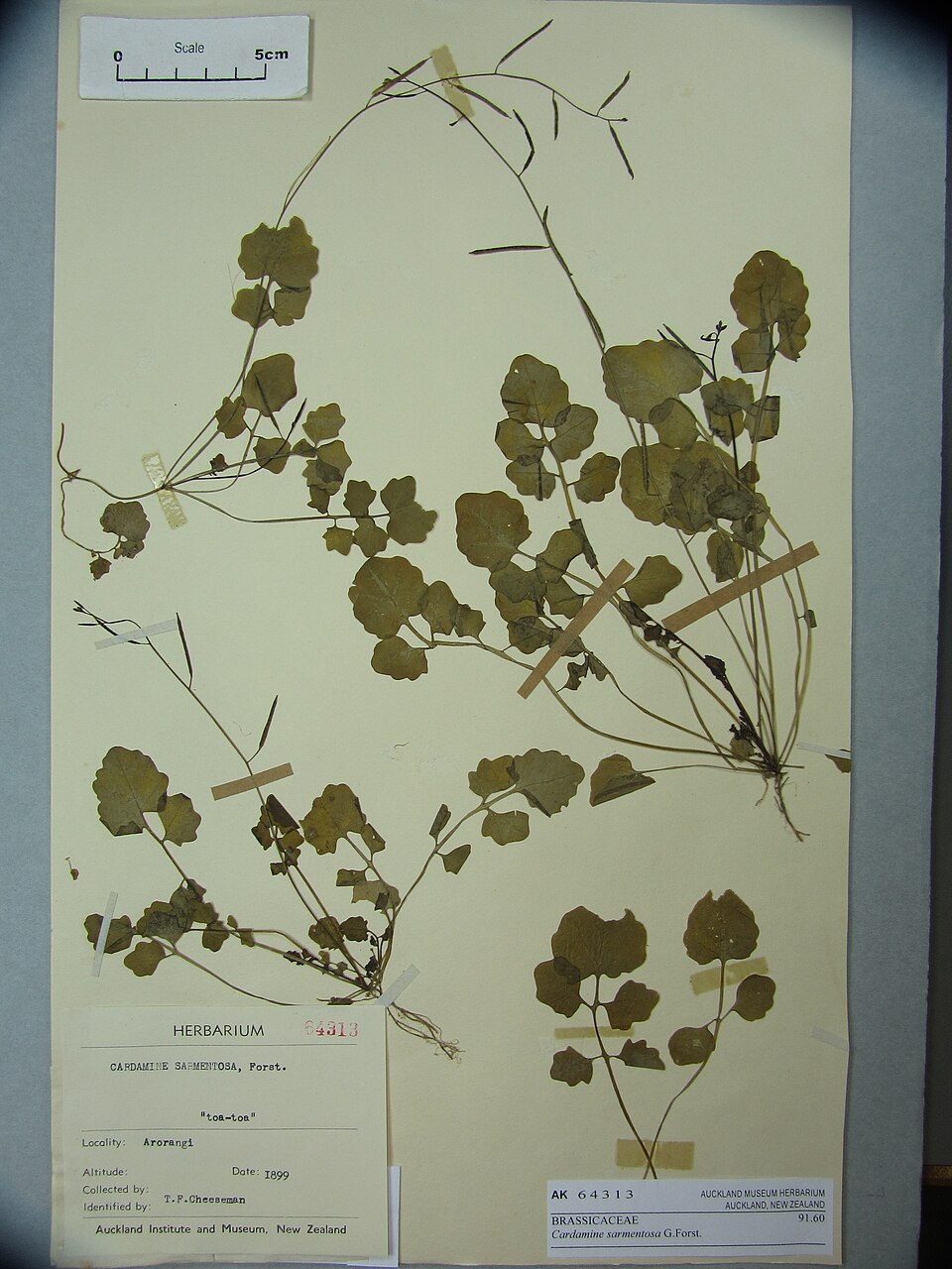 Cardamine sarmentosa