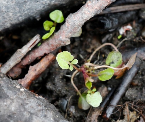 Cardamine scutata