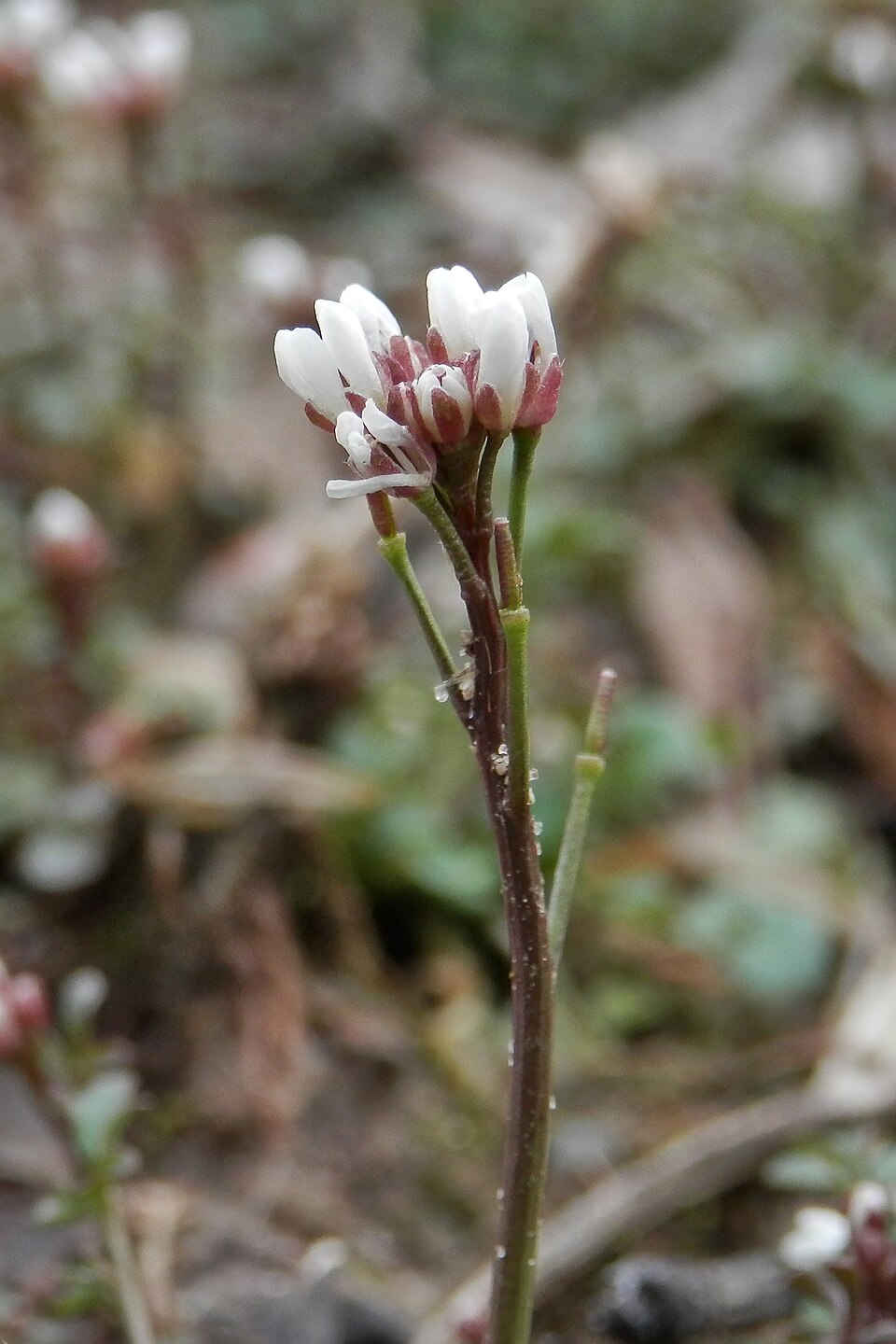 Cardamine sp. (Bitter cress) — photo