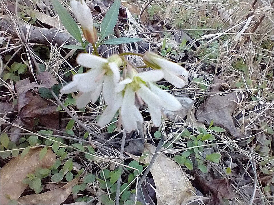 Cardamine sp.