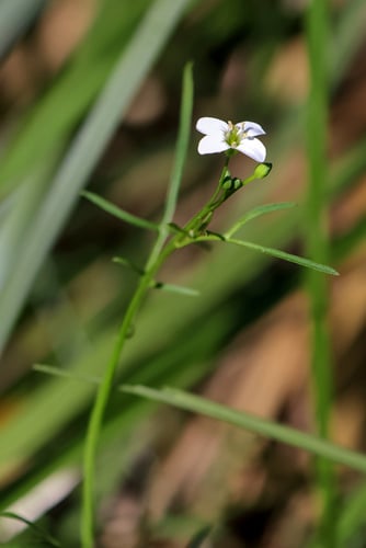Cardamine tenuifolia (Slender Bitter Cress) — photo