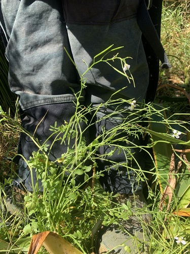 Cardamine tenuifolia