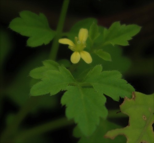 Cardamine trichocarpa (Hairy bittercress) — photo