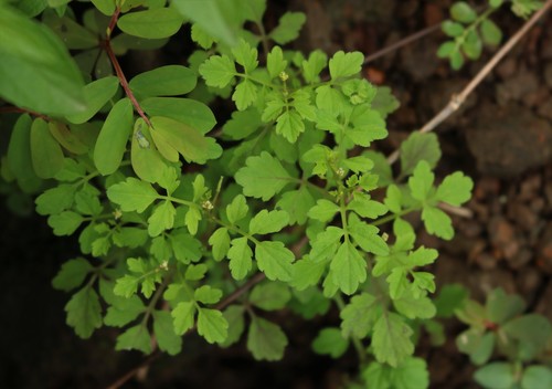 Cardamine trichocarpa (Hairy bittercress) — photo