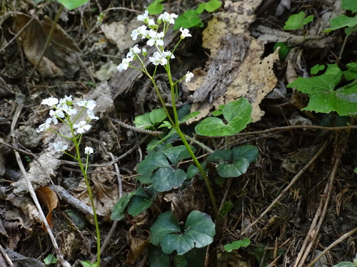 Cardamine trifolia (Trifoliate bitter cress) — photo