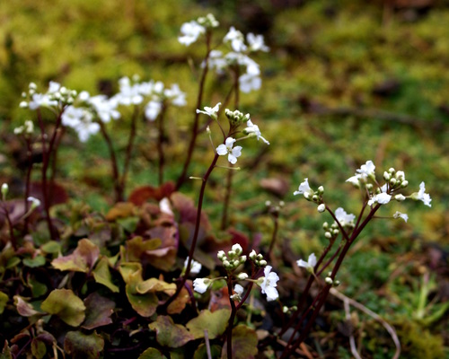 Cardamine trifolia (Trifoliate bitter cress) — photo
